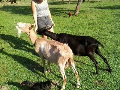 Prodám dvě hodné kozy